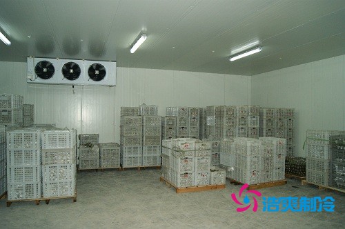 圖示:氣調庫放置的柑橘